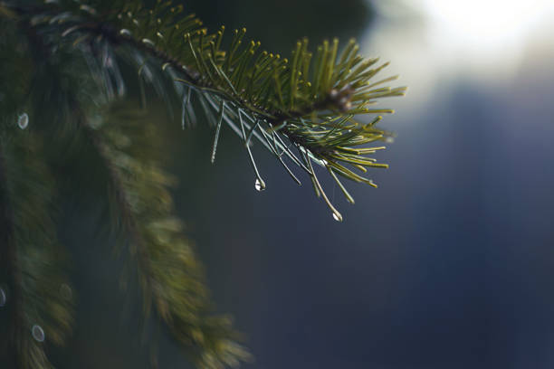 istock Atmospheric natural photography 1284534246