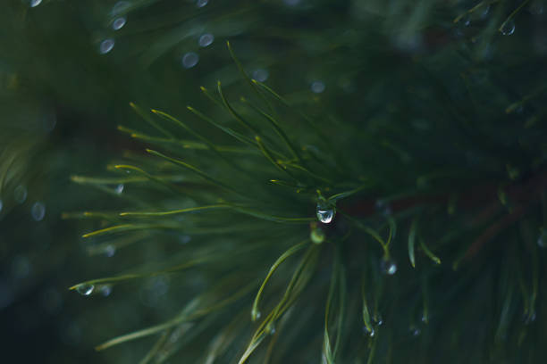 istock Atmospheric natural photography 1284534266