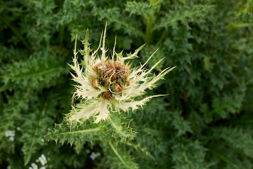 Cirsium spinosissimum close up