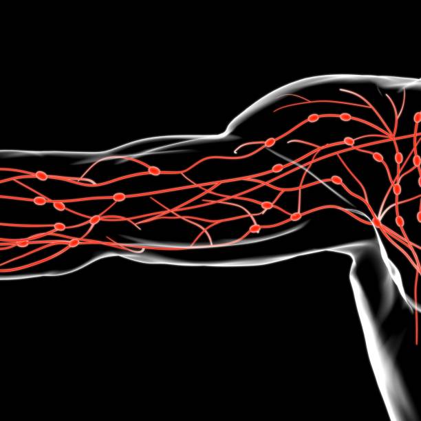 istock Human Lymph Nodes Anatomy For Medical Concept 3D Rendering 1284535122