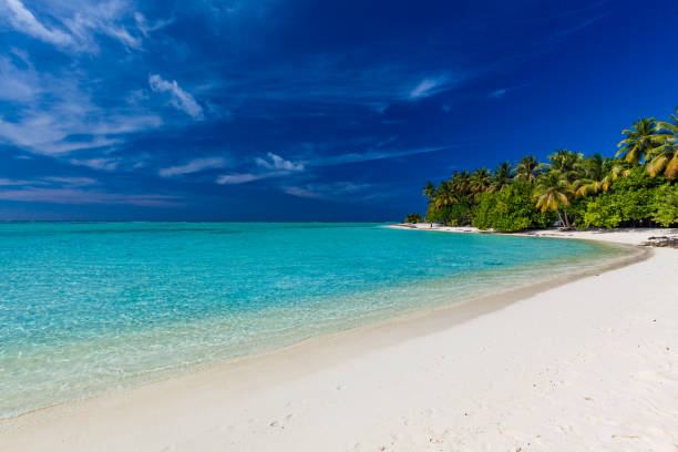 istock Tropical beach in Maldives with palm trees and vibrant lagoon 1284535328