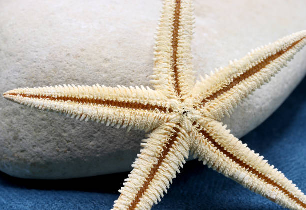 close-up starfish on a rock