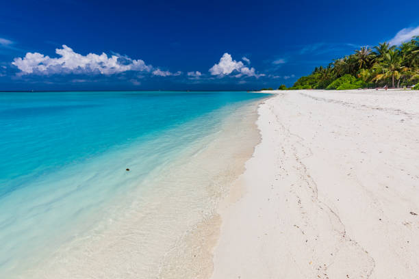 istock Tropical beach in Maldives with palm trees and vibrant lagoon 1284535468