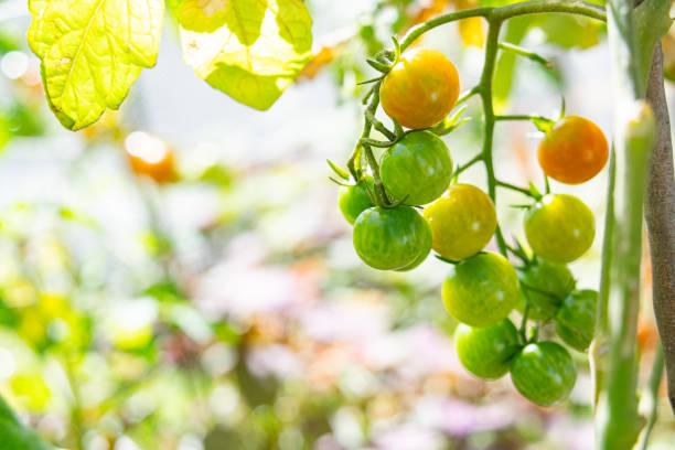 istock cherry tomato gardening mini small tomato glowing organic vegetable 1284535481
