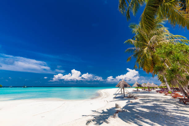 istock Tropical beach in Maldives with palm trees and vibrant lagoon 1284535554
