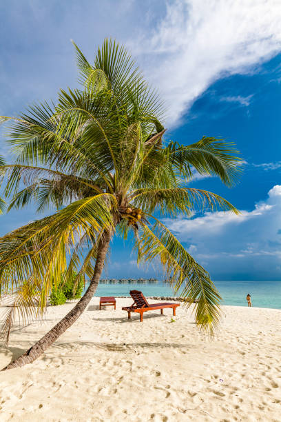 istock Tropical beach in Maldives with palm trees and vibrant lagoon 1284535596
