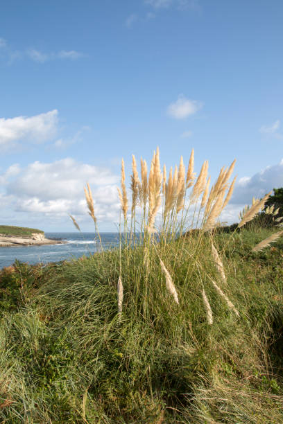 istock Santa Marina Island and Grass, Loredo Cliff; Santander 1284536247