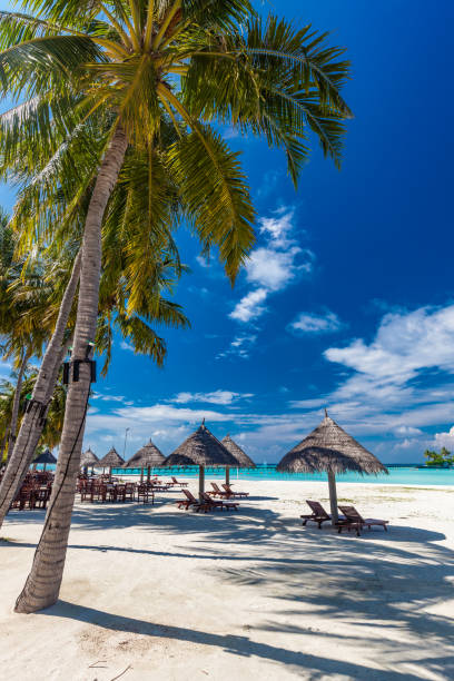 istock Tropical beach in Maldives with palm trees and vibrant lagoon 1284536587