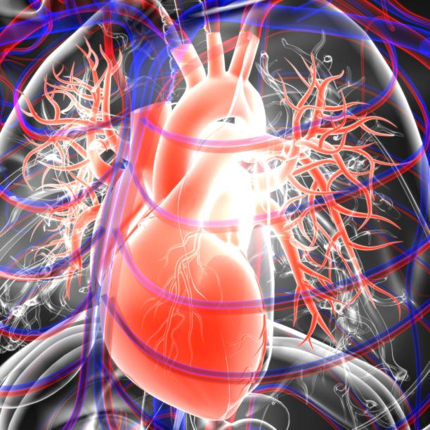 istock Lungs Human Respiratory System Anatomy For Medical Concept 3D Rendering 1284536724