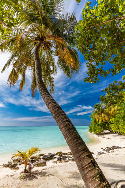 istock Tropical beach in Maldives with palm trees and vibrant lagoon 1284536809