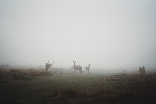 Wild deers in the morning time