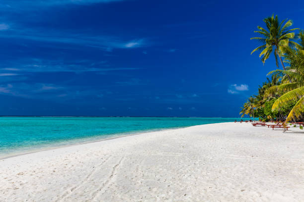 istock Tropical beach in Maldives with palm trees and vibrant lagoon 1284537481