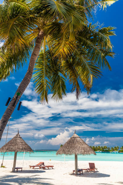 istock Tropical beach in Maldives with palm trees and vibrant lagoon 1284537795
