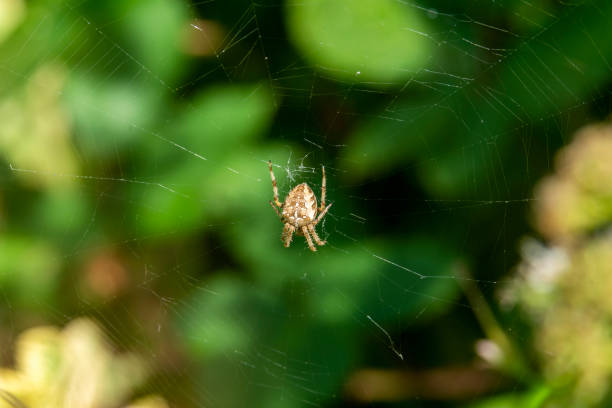 istock Cross Orb Weaver spider (araneus diadematus) or diadem spider 1284537839