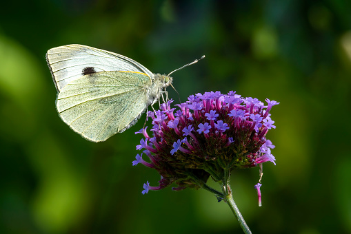 Cabbage white butterfly (Pieris rapae) feeding in spring on a verbena bonariensis flower plant, stock photo image