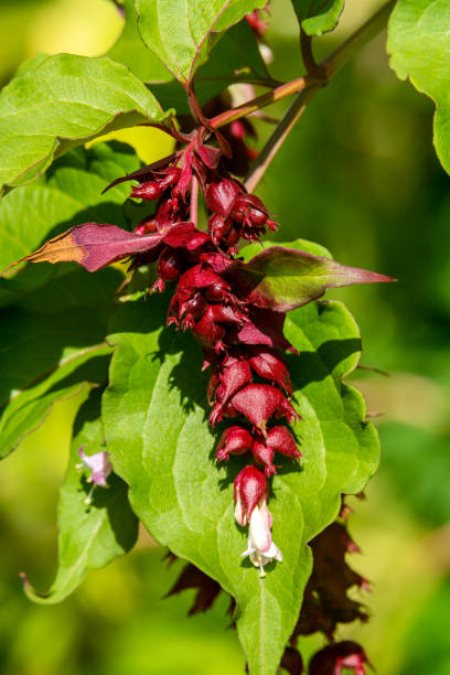 Leycesteria formosa, Himalayan Honeysuckle Leycesteria formosa a red purple summer autumn fall flower shrub plant commonly known as Himalayan Honeysuckle stock photo image leycesteria formosa stock pictures, royalty-free photos & images