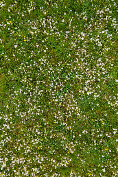 istock Meadow full of dandelions in summer cloudy day. 1284538061