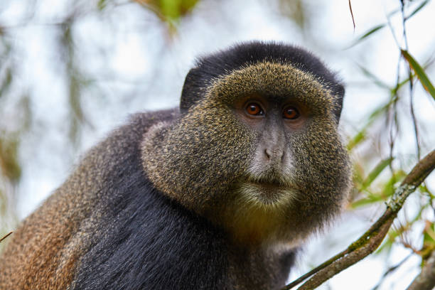 singe d’or dans la forêt de bambou - leaf monkey photos et images de collection