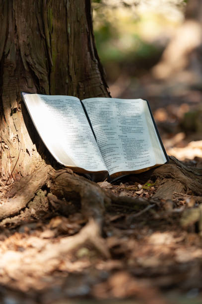 istock Holy Bible open in Psalm 107 and Psalm 108 outdoors on the tree trunk and sunlight. Focus On Foreground. Copy space. Vertical shot 1284538802