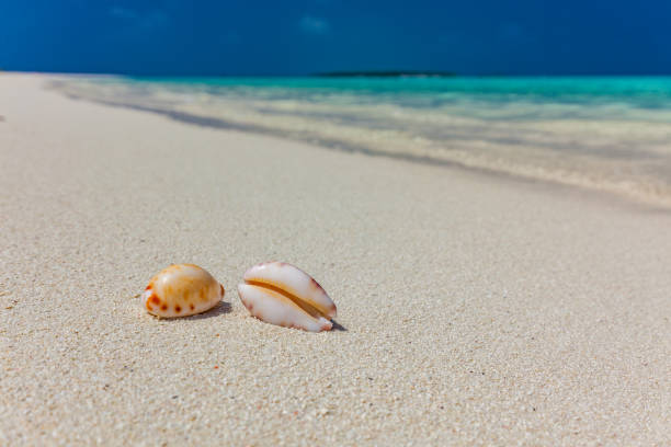 istock White sandy beach in Maldives with amazing blue lagoon 1284539259