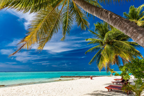 istock Tropical beach in Maldives with palm trees and vibrant lagoon 1284540171
