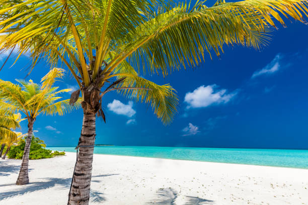 istock Tropical beach in Maldives with palm trees and vibrant lagoon 1284540183