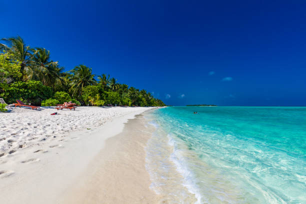 istock Tropical beach in Maldives with palm trees and vibrant lagoon 1284540672