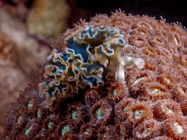 istock Elysia crispata, common name the lettuce sea slug, 1284540673