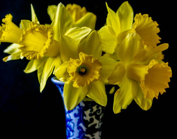 istock daffodil  flower in arrangement 1284540681