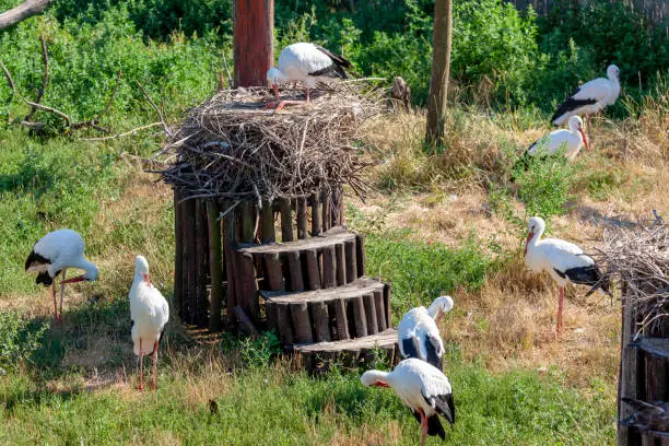 Storks near village Hortobagy, NP Hortobagy, Hungary