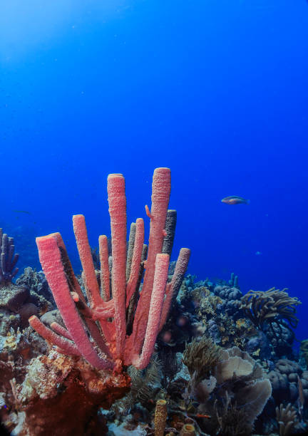 istock Caribbean coral garden 1284541403
