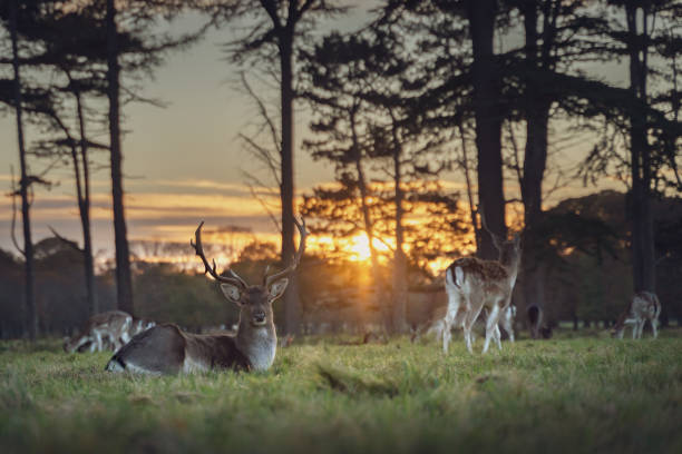 istock A stag and herd of fallow deer lying in grass under a beautiful sunset 1284541993