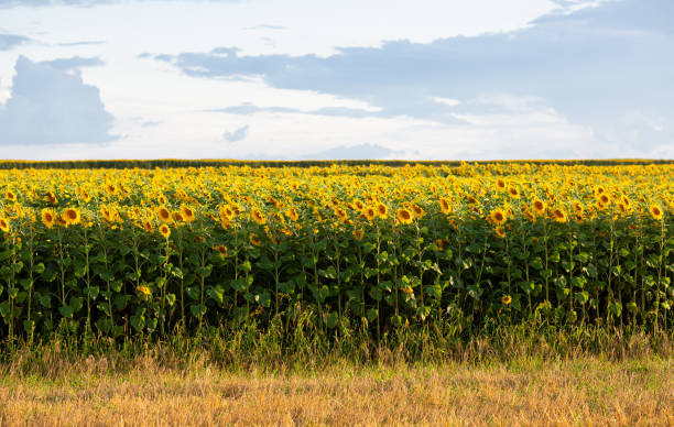 istock Landscape with sunflowers in the field 1284542835