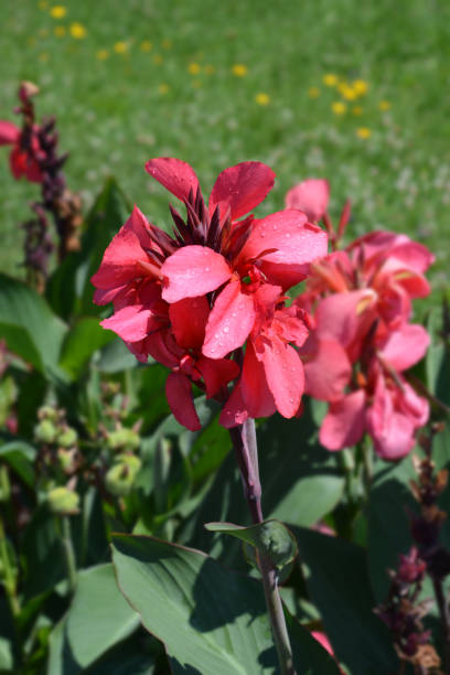 istock Canna lily Tropical Rose 1284542936