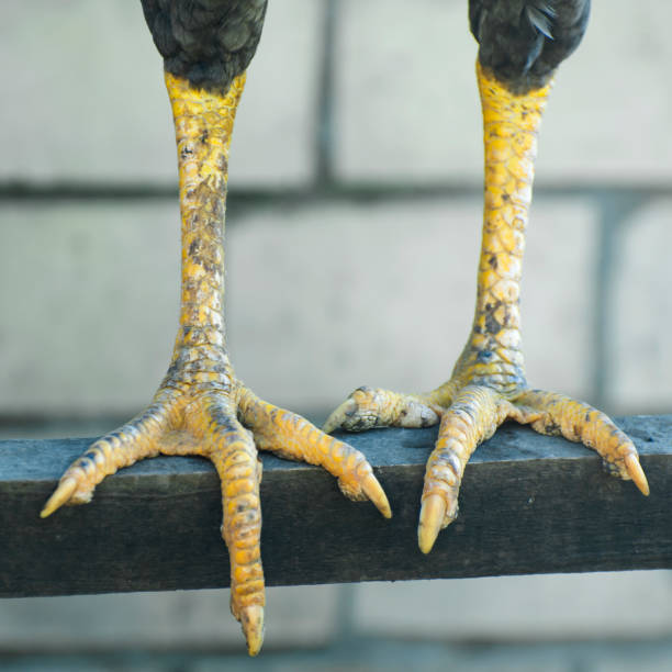 istock Dirty chicken feet. Bird legs close up. Front view. 1284543026