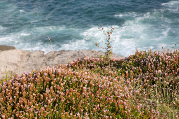 istock Heather and Sea at Loredo; Santander; Cantabria 1284544664