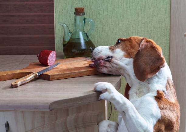 istock Hungry beagle steals sausage from the table. 1284544870