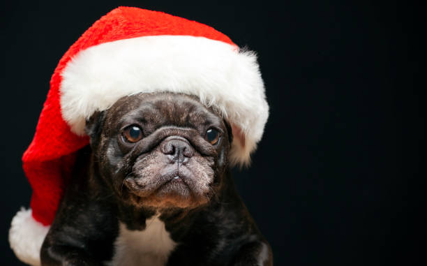 Portrait of Boxer dog with Santa hat.