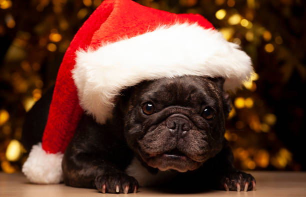 istock image of dog hat dark background 1284545764