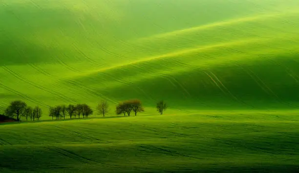 Green fields in beautiful Moravia