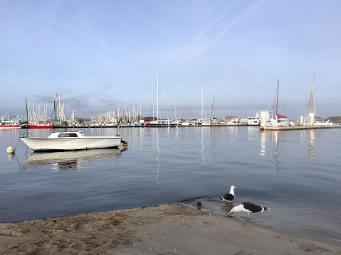 Seascape with boats and yachts in the background and seagulls on the shore in the foreground.
