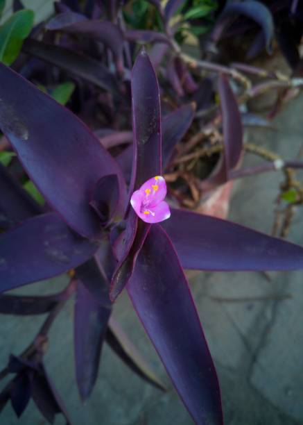 istock Purple heart with bright leaves 1284546217