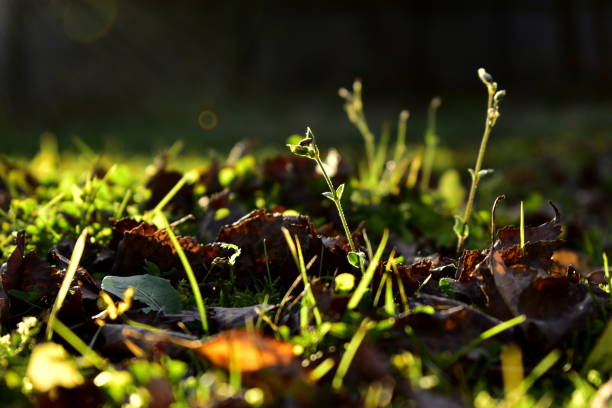 istock fallen leaves and grass in autumn 1284546318