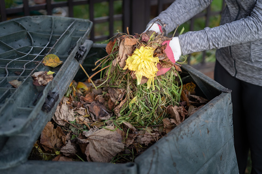 Close up view of woman throwing garden waste into compost bin in garden. Zero waste, sustainability and environmental protection concept