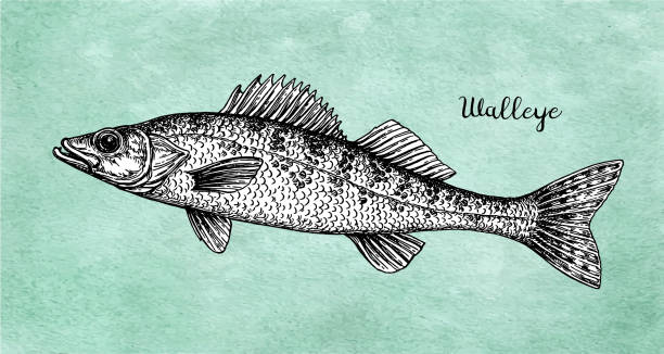 Walleye fish ink sketch Walleye or yellow pike. Freshwater fish. Ink sketch on old paper background. Hand drawn vector illustration. Retro style. gobio gobio stock illustrations
