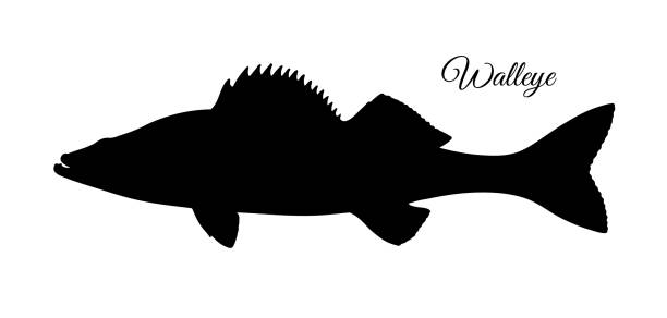 Walleye fish silhouette Walleye or yellow pike. Freshwater fish. Silhouette isolated on white background. gobio gobio stock illustrations
