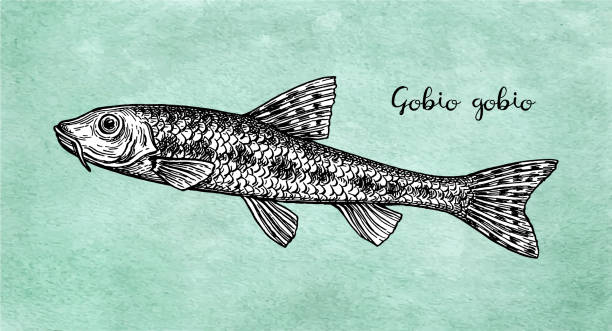 Gobio gobio fish ink sketch Gobio gobio. Small freshwater fish. Ink sketch on old paper background. Hand drawn vector illustration. Retro style. gobio gobio stock illustrations