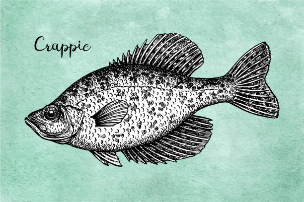 Crappie fish ink sketch Crappie. Freshwater fish. Ink sketch on old paper background. Hand drawn vector illustration. Retro style. crappie stock illustrations