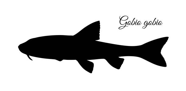 Gobio gobio fish silhouette Gobio gobio. Small freshwater fish. Silhouette isolated on white background. gobio gobio stock illustrations