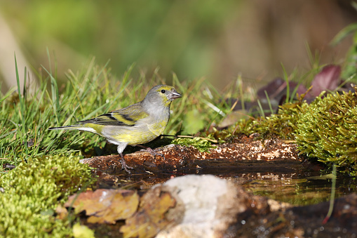 Citril finch (Carduelis citrinella) ready to take a bath at a paddle